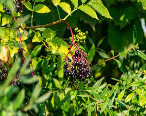 Indian Blackberry Jamun